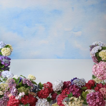 [写真]紫陽花撮影会